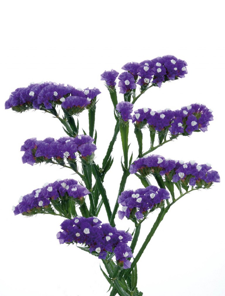 06-021_スターチスシニュアタ_ベルベットウィングス