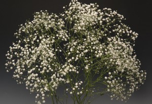 03-002_アルタイルMD