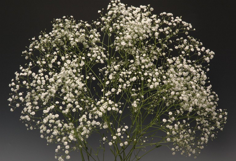 03-002_アルタイルMD