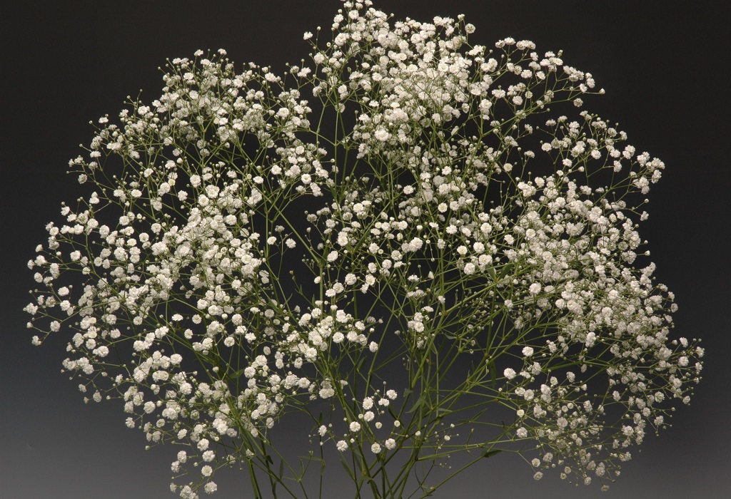 03-002_アルタイルMD