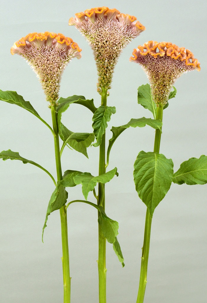 05-014_ケイトウ_ボンベイブロンズ_