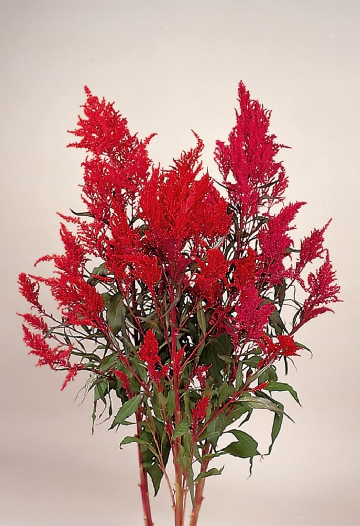 05-026_ｾﾛｼｱ　ﾄﾞﾘｱﾝ　ﾚｯﾄﾞ