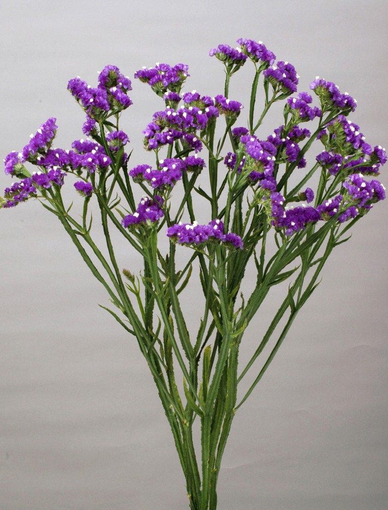 06-016_スターチスシニュアタ_トールブルー_