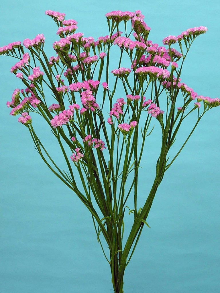 06-008_アースピンク_2006_