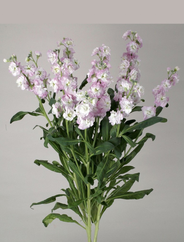 07-018_ｽﾄｯｸ_ｶﾙﾃｯﾄﾗｲﾄﾋﾟﾝｸﾌﾗｯｼｭ＿2011