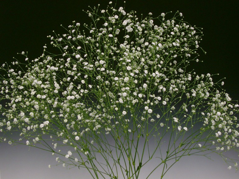 03-004_ホワイトロード