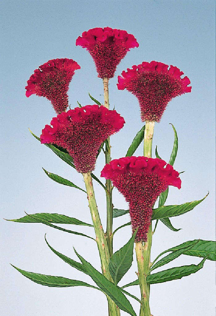 05-019_ｾﾛｼｱ　ﾃﾞﾘｰ　ﾊﾟｰﾌﾟﾙ