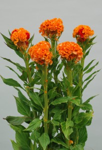 05-004_オレンジクィーン_2007