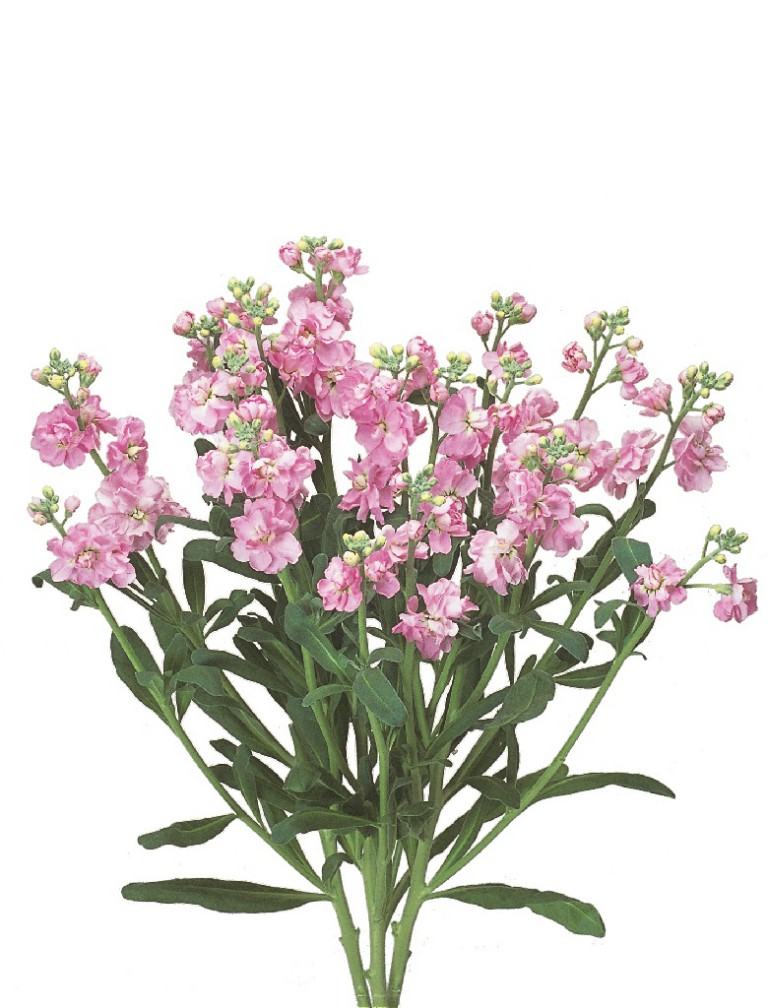 07-005_ｽﾄｯｸ_ｶﾙﾃｯﾄ　ﾌｧﾝﾀｼﾞｰ