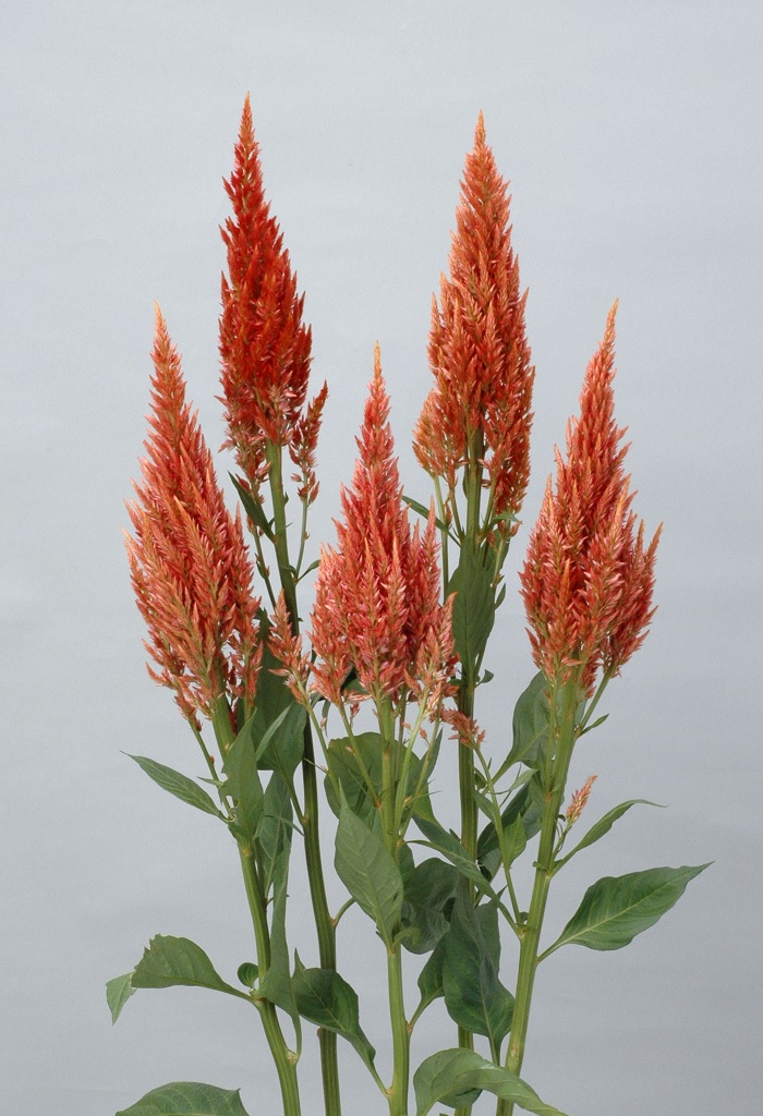 05-024_サンデーブロンズ_2012