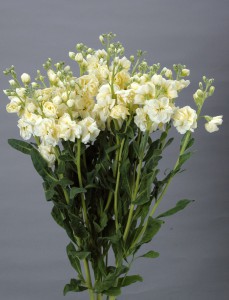 07-028_ｽﾄｯｸ_ｶﾙﾃｯﾄﾃﾞｨｰﾌﾟｲｴﾛｰ_2010