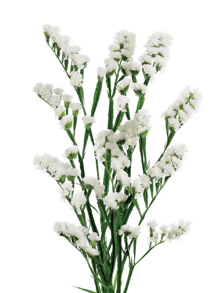 グレイシアホワイト