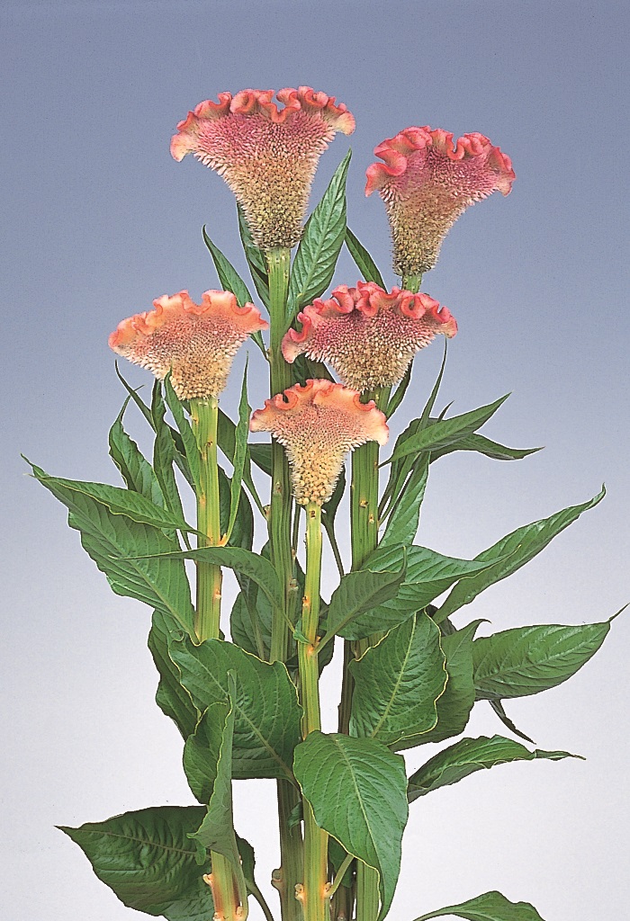 05-021_ｾﾛｼｱ　ﾃﾞﾘｰ　ﾊﾟｰﾙ