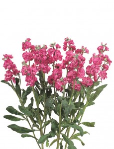 カルテットローズ