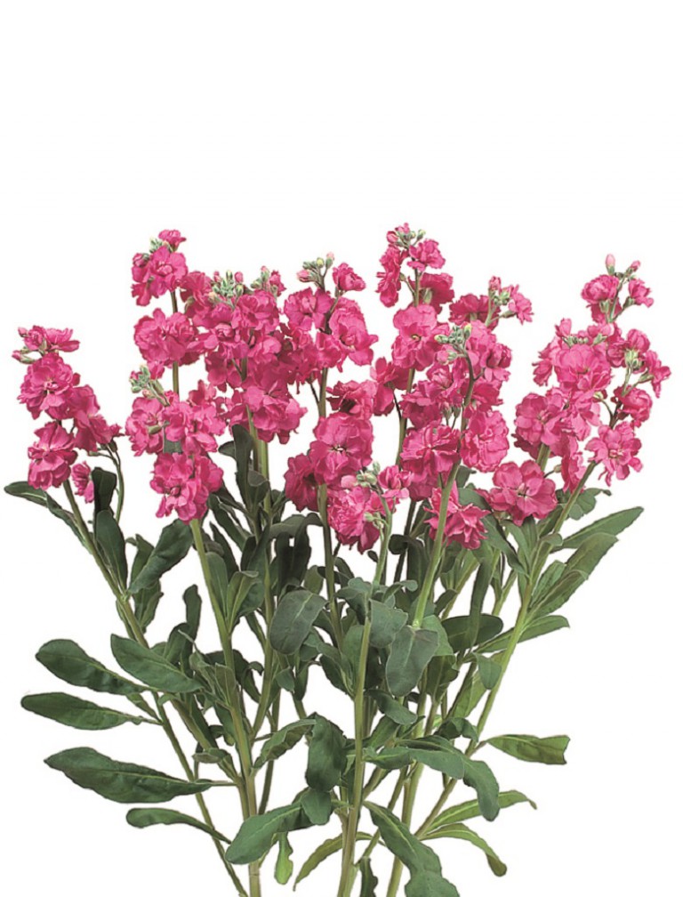 カルテットローズ