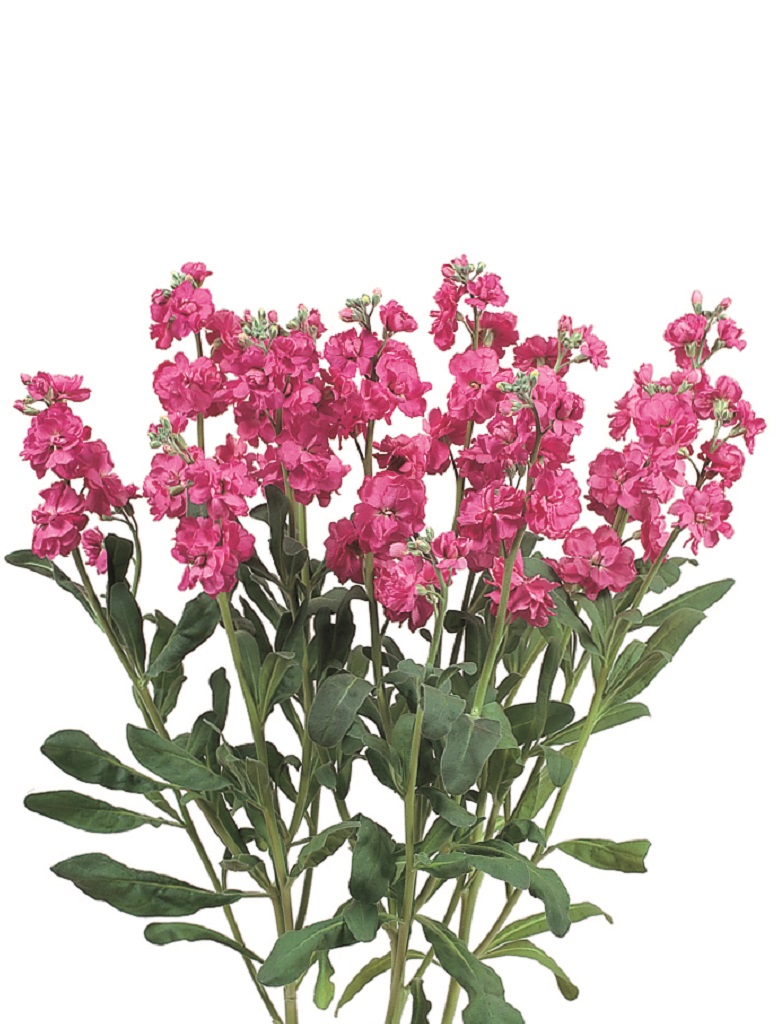 カルテットローズ