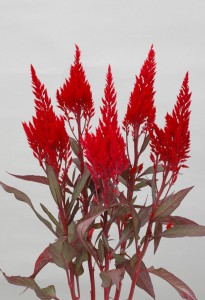 05-022_サンデーレッド_2012