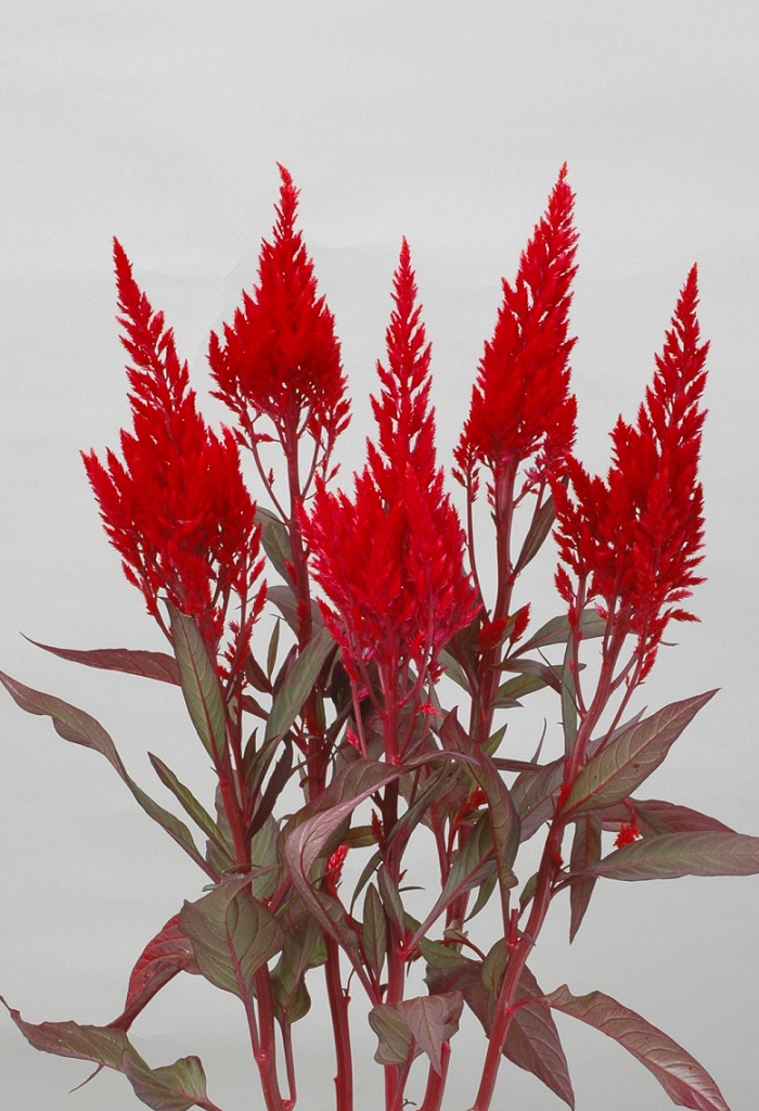 05-022_サンデーレッド_2012