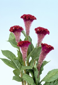 05-013_ボンベイファイヤ