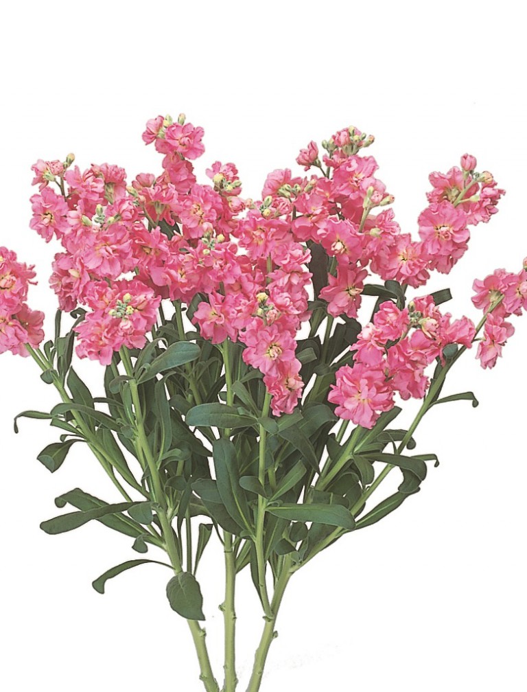 07-008_ｽﾄｯｸ　ｶﾙﾃｯﾄ　ｻﾝｾｯﾄ