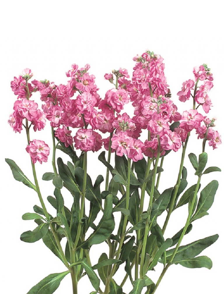 カルテットライトピンク