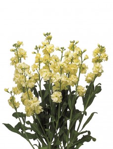 07-027_ｽﾄｯｸ_ｶﾙﾃｯﾄ　ｲｴﾛｰⅡ