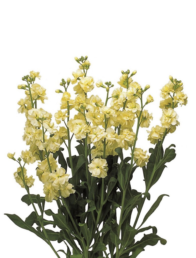 07-027_ｽﾄｯｸ_ｶﾙﾃｯﾄ　ｲｴﾛｰⅡ