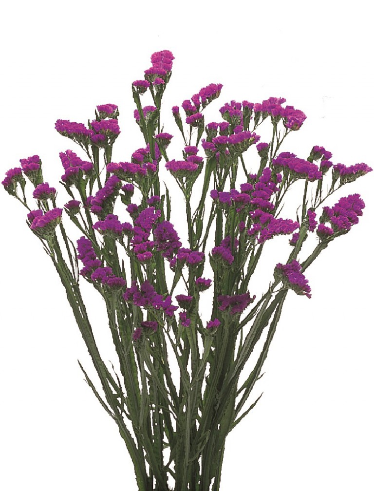 06-019_エキゾチックパープル_2003