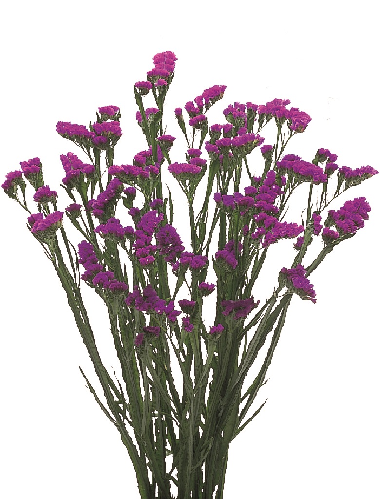 06-019_エキゾチックパープル_2003