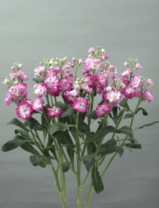 07-020_ｽﾄｯｸ_ｶﾙﾃｯﾄﾃﾞｨｰｯﾌﾟﾋﾟﾝｸﾌﾗｯｼｭ