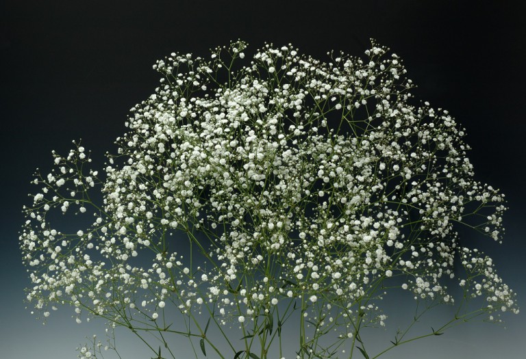 03-003_アルタイルLG