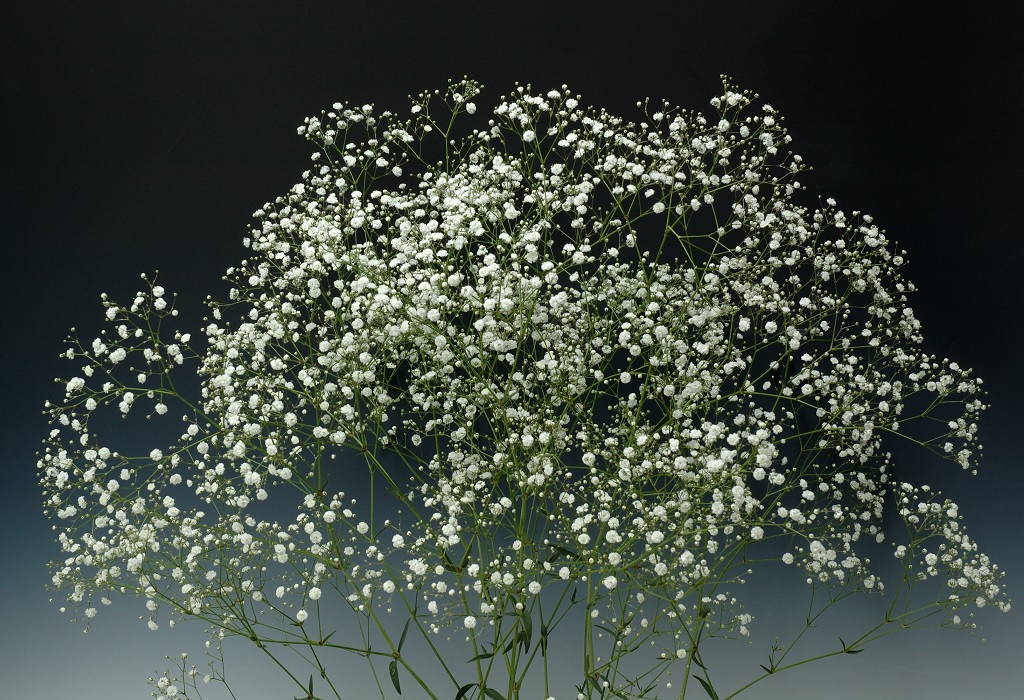 03-003_アルタイルLG