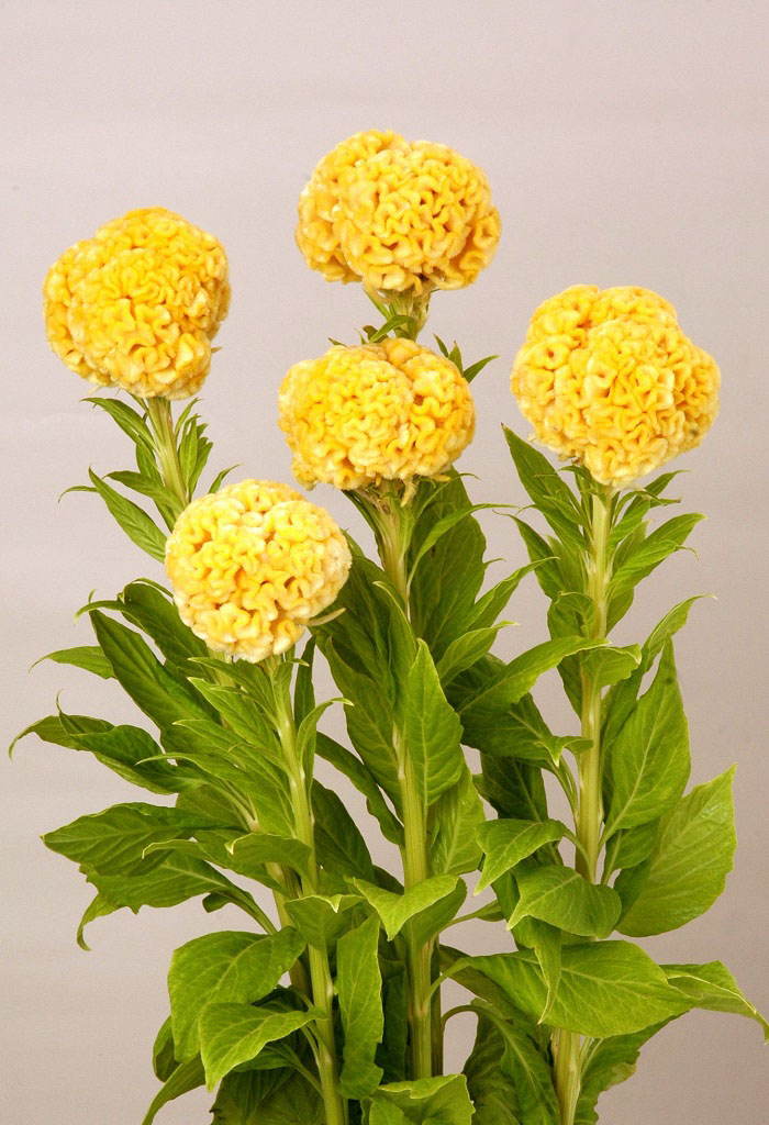 05-006_イエロークィーン　補正