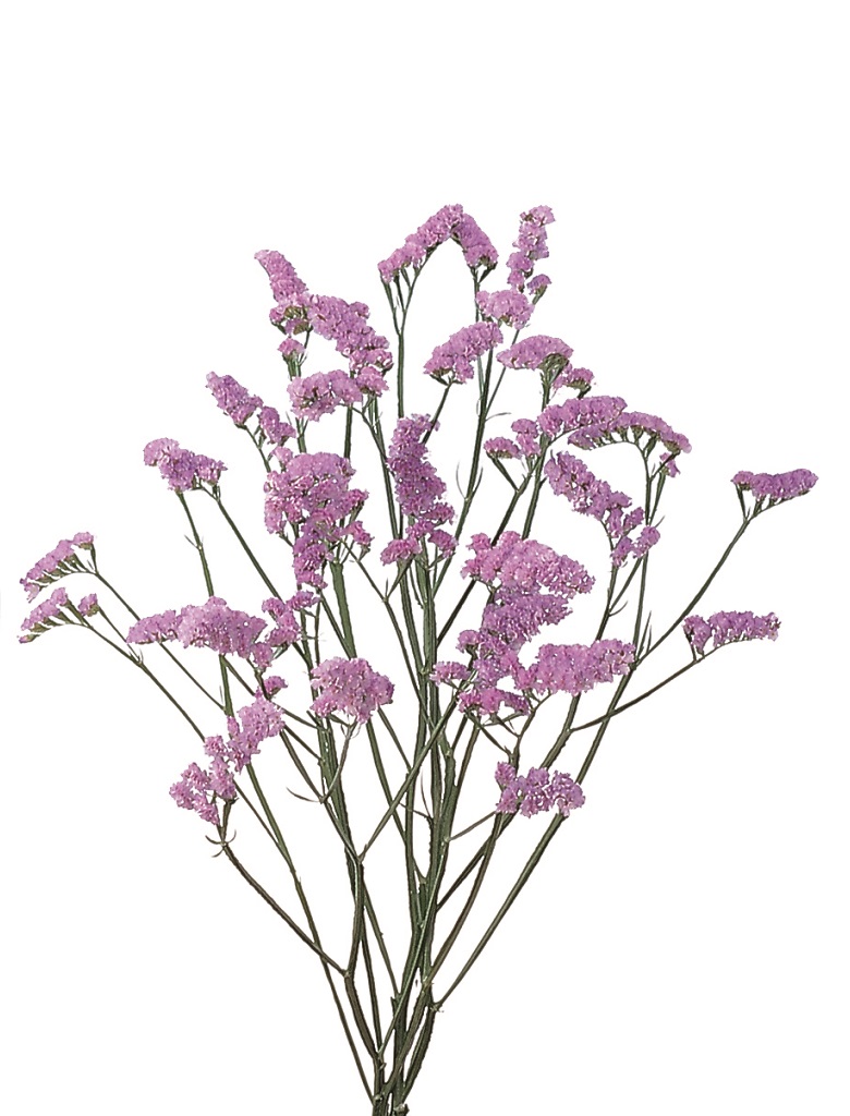 06-003_サンデーラベンダー_2003