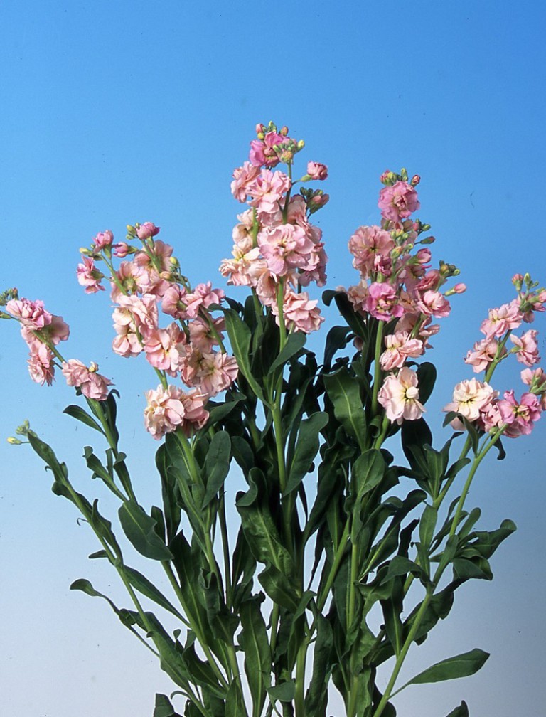 07-025_ｽﾄｯｸ_ｶﾙﾃｯﾄﾋﾟｰﾁ