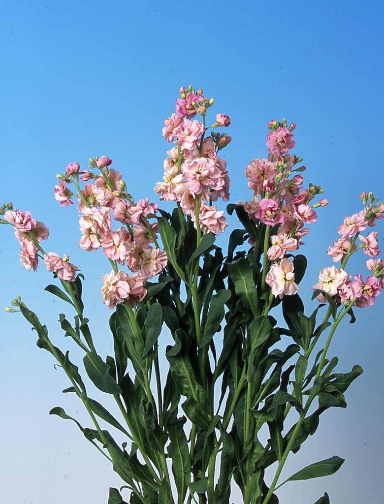 07-025_ｽﾄｯｸ_ｶﾙﾃｯﾄﾋﾟｰﾁ