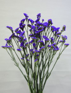 06-015_ピリカブルー（H32X）