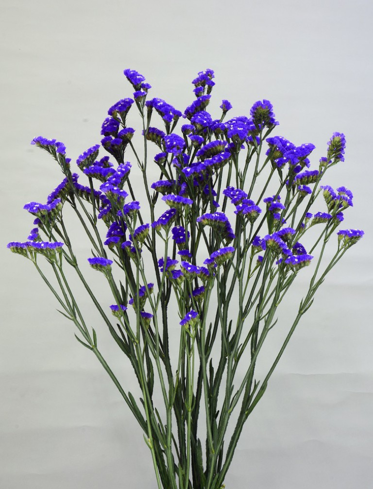 06-015_ピリカブルー（H32X）