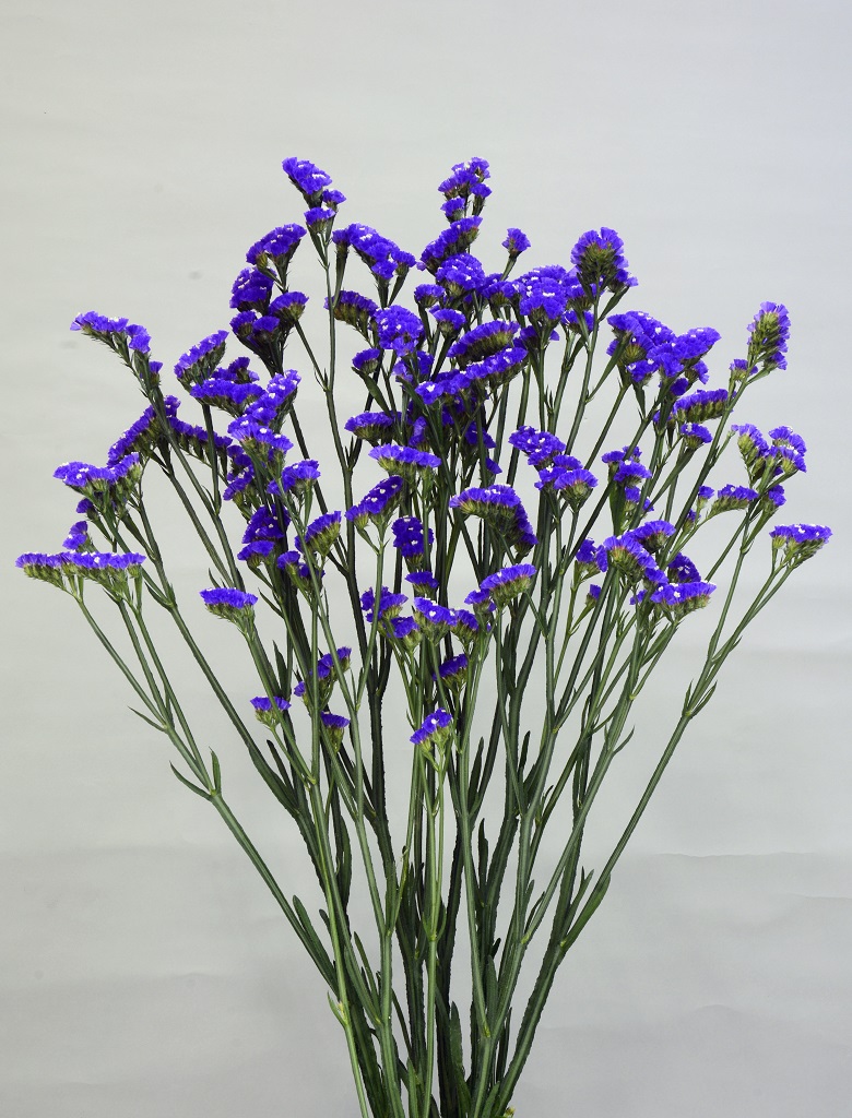 06-015_Pirika Blue (H32X)