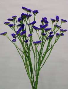 06-010_スプリントバイオレット_2007