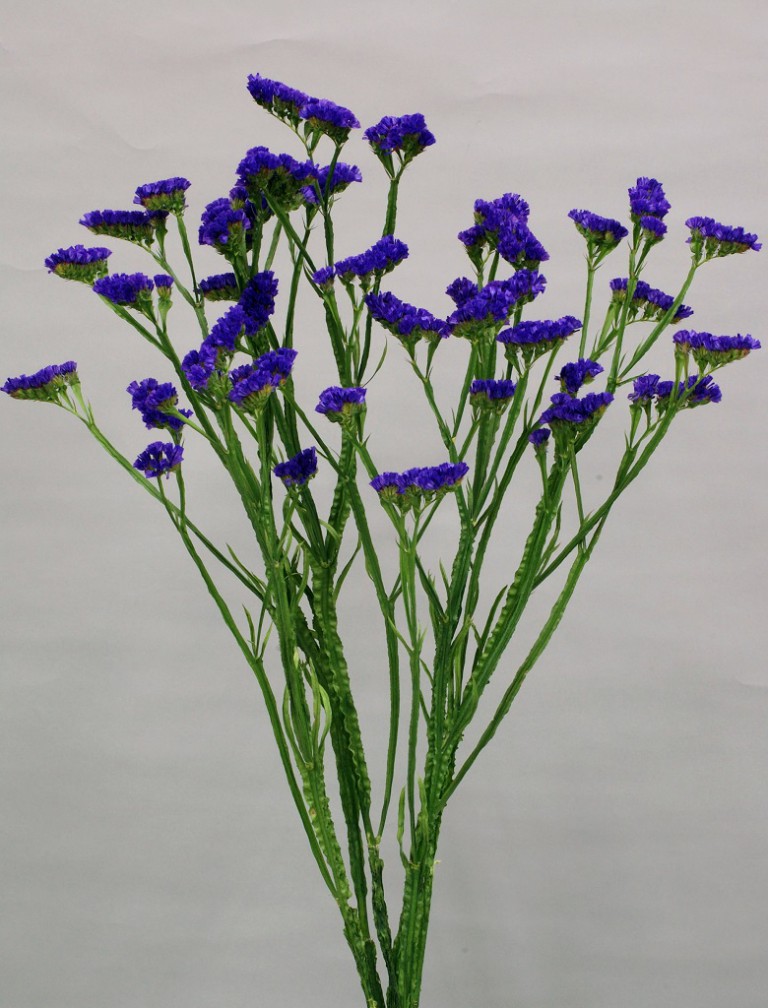 06-010_スプリントバイオレット_2007