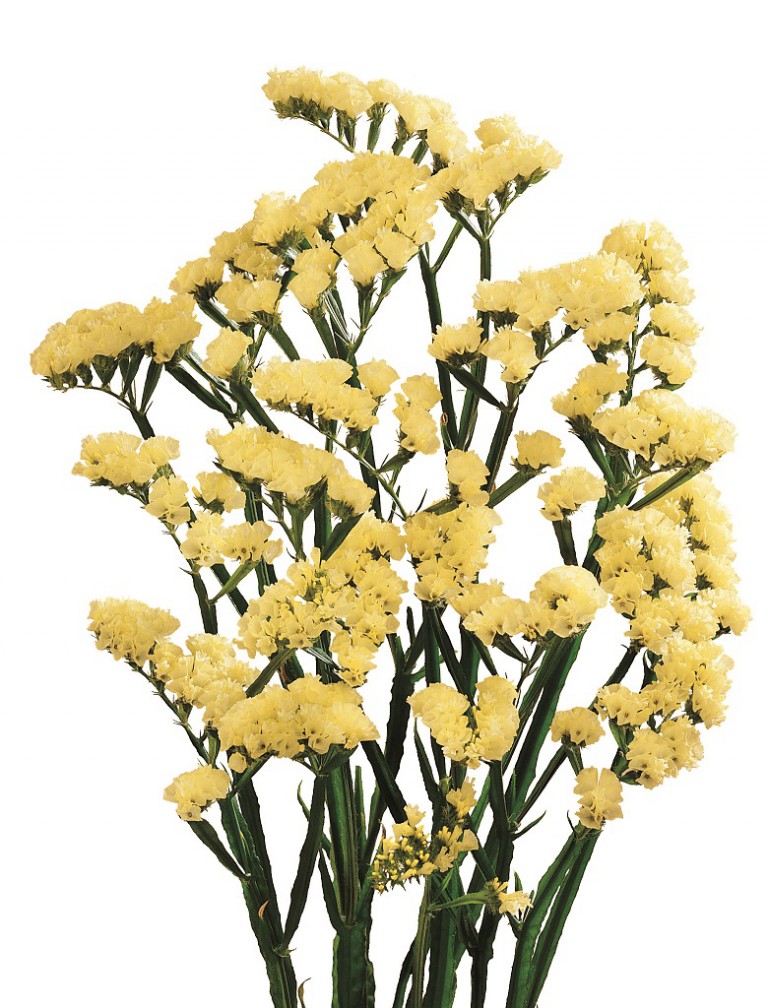 スターライトウィングス