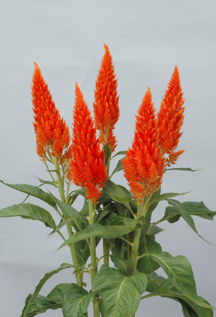 05-025_サンデーオレンジ_2012