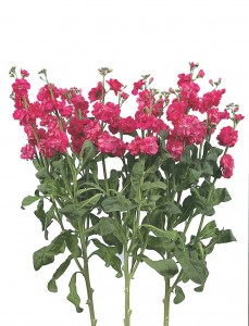 07-010_ｽﾄｯｸ_ｶﾙﾃｯﾄ　ﾃﾞｨｰﾌﾟﾛｰｽﾞ