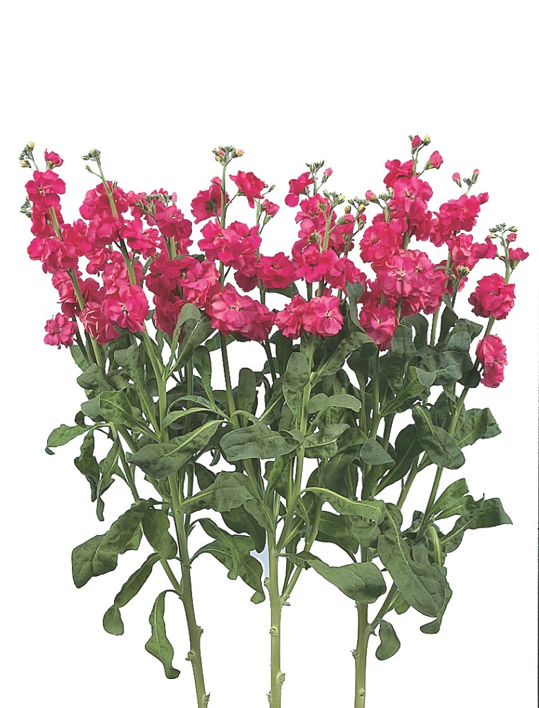 07-010_ｽﾄｯｸ_ｶﾙﾃｯﾄ　ﾃﾞｨｰﾌﾟﾛｰｽﾞ