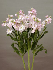 07-003_ｶﾙﾃｯﾄ_ﾁｪﾘｰ_2014