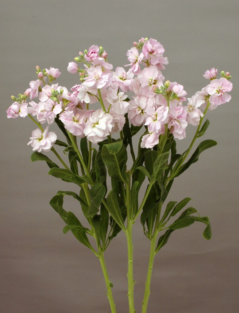 07-003_ｶﾙﾃｯﾄ_ﾁｪﾘｰ_2014