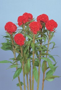 ミヨシセレクト