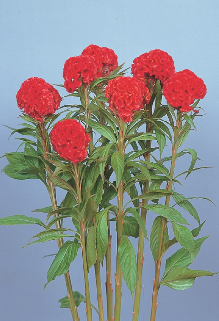 ミヨシセレクト