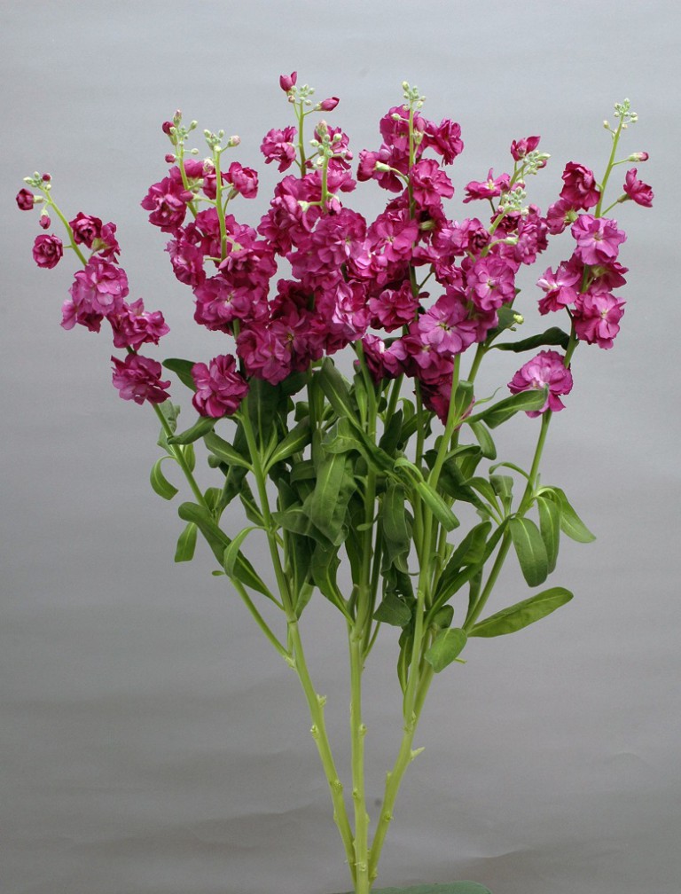 07-013_ｽﾄｯｸ_ｶﾙﾃｯﾄﾜｲﾝ